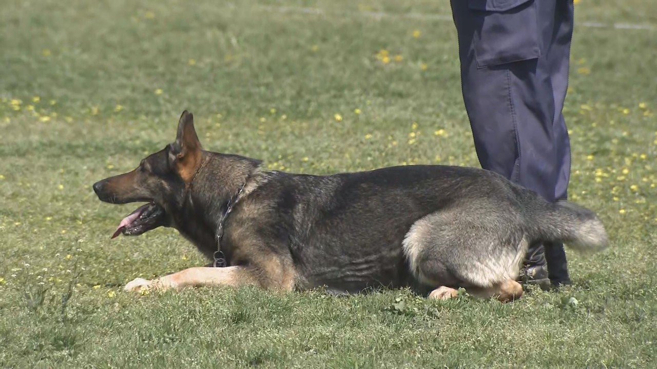 埼玉県警嘱託警察犬　審査会