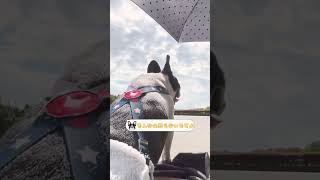【フレブルvlog】フレグランス作っちゃう？🐶🐾#shorts
