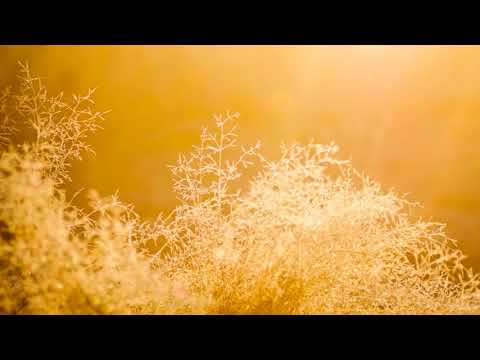 Puiu Chibici şi Ilie Puha – Domnul este bun