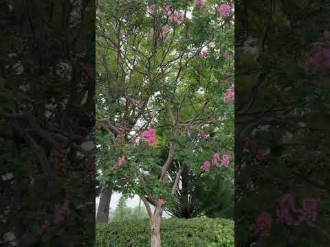 【尚美学園大学】暑い夏に大学を彩ってくれている百日紅です🌸尚美に来た際にはぜひ見てみてください！