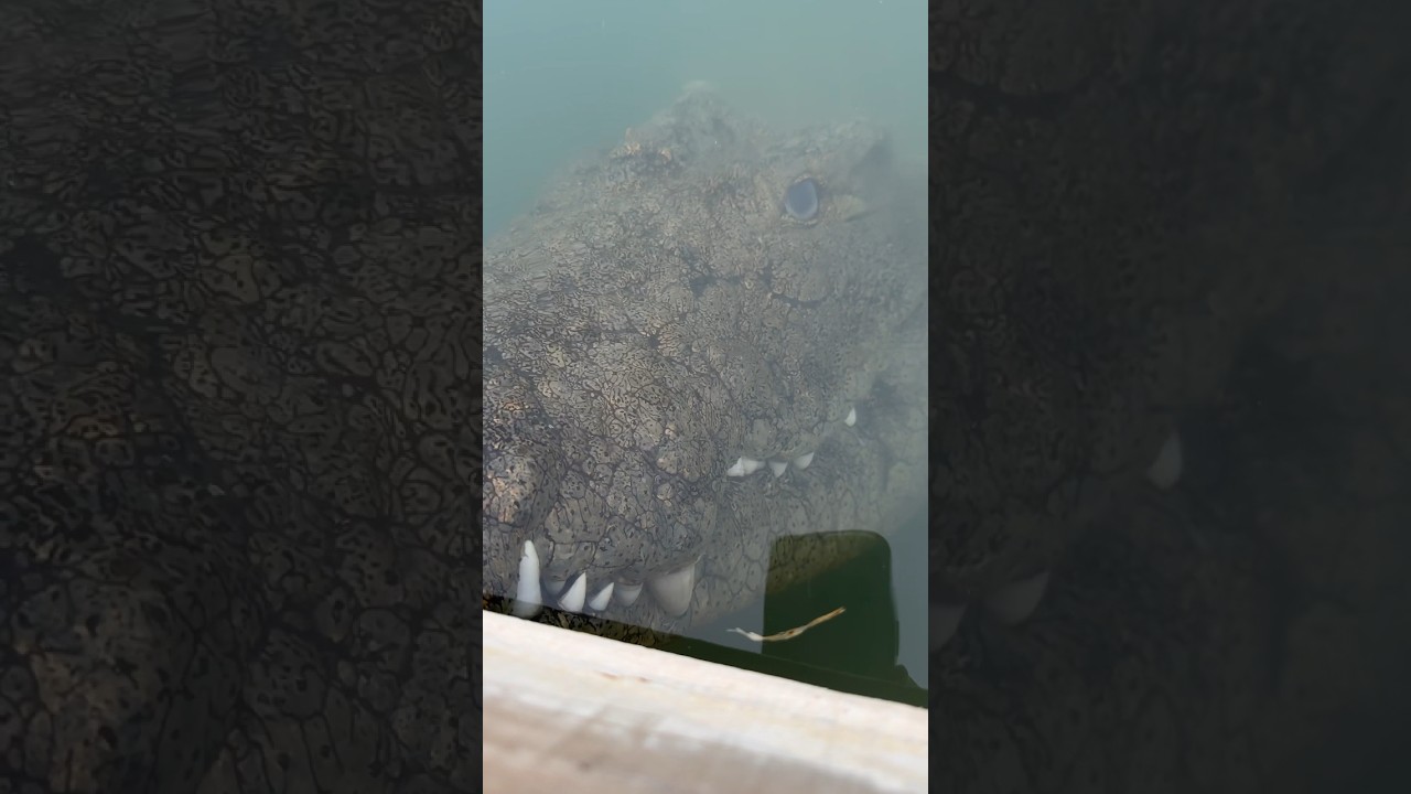 Are there crocodiles in Key West Florida? Tipseri