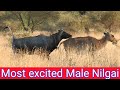 How Long Excitement Have Nilgai Junglesafary