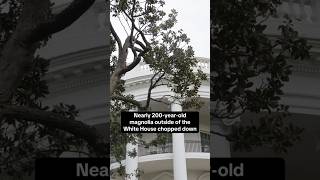 Nearly 200-year-old magnolia tree outside White House gets chopped down #shorts