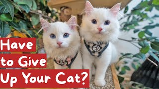 How to Deal with Cat Allergies (6 Valuable Tips) | The Cat Butler