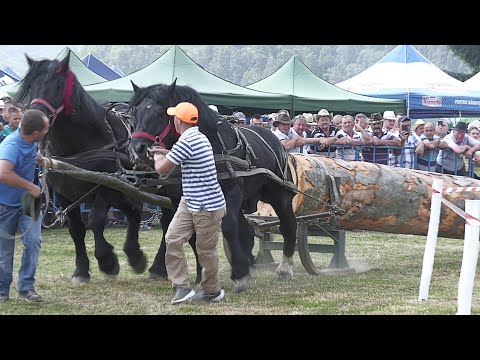 Locul 2 la tracțiune de dublu Gilău, Cluj 2021 dl. Alexandru de la Râșnov