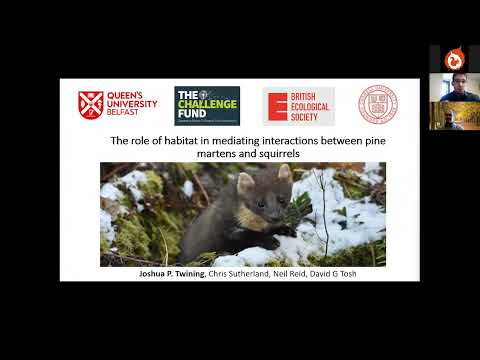 Woodland habitats, red squirrels & pine martens - International Day of Forests webinar 2022