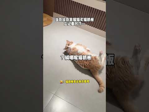 【#皮咔丘是只喵】热评:中间贪了多少? #万物可爱计划