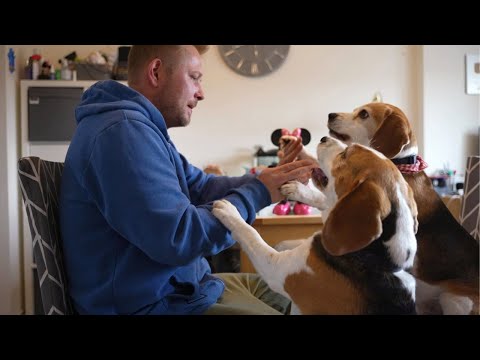 Beagle dog is playing patty cake but his sister wants to prove that she can do it better.