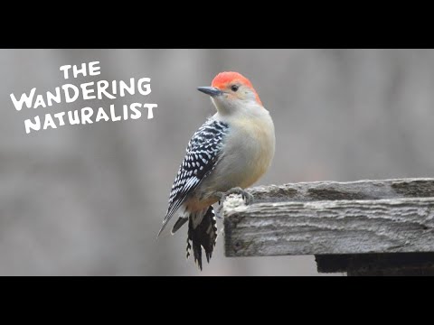 Episode 229: Echoes of the Woodpeckers – Thriving in the Suburbs