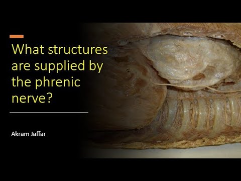 ¿Qué estructuras son suministradas por el nervio frénico?
