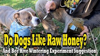 Do Dogs Like Raw Honey? A Bee Hive Wintering Experiment Suggestion