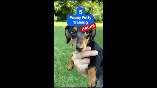 5 Puppy Potty Training Hacks - You Need To Know! #shorts