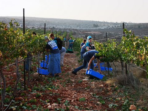 Heart of Israel harvest 2020 with HaYovel