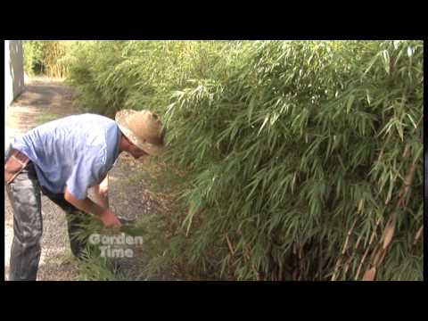 download lagu mp3 mp4 Kinds Of Bamboo, download lagu Kinds Of Bamboo gratis, unduh video klip Kinds Of Bamboo