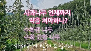 사과나무 언제까지 약을 쳐야할까? 수확한 나무 수확안한 나무 구분해서 자세하게 알려드립니다