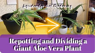 Repotting and Dividing a Giant Aloe Vera Plant