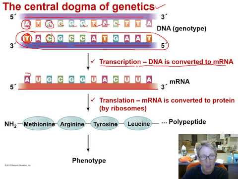 Ch 7 microbial genetics I Overview Su 20