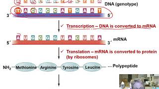 Ch 7 microbial genetics I Overview Su 20