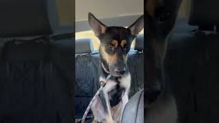 Video preview image #1 Mutt Puppy For Sale in phoenix, AZ, USA