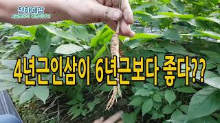 인삼 사포닌성분 4년근이 최고! 인삼재배 홍삼농장 [시골농부 천하대감]