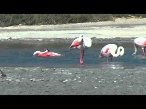 CAGLIARI - I FENICOTTERI ROSA