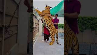 Download lagu Tiger Ha Cat Ni 💯 #animals #lion #petlover #ytshorts mp3
