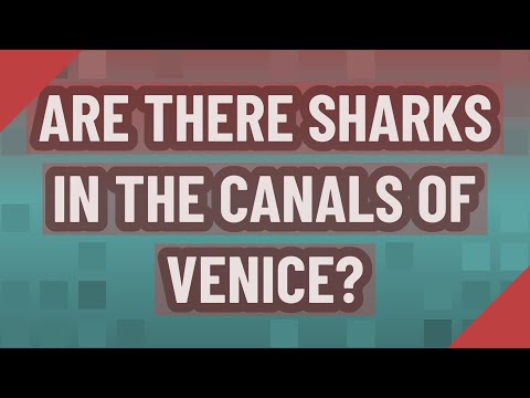 Are there sharks in the canals of Venice?