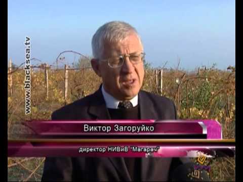 Агрокомпания «Магарач» выпустит достаточное количество качественного вина