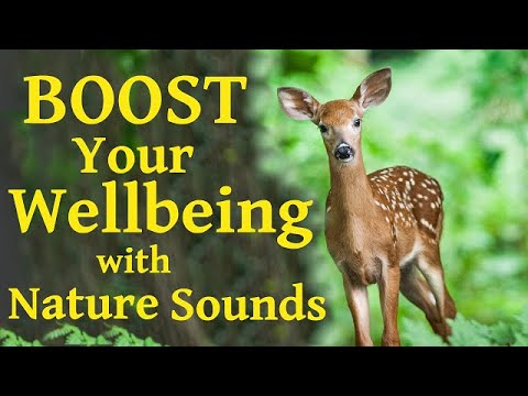 4 HOURS Forest Birdsong | Wellbeing Boost | Wisconsin Northwoods