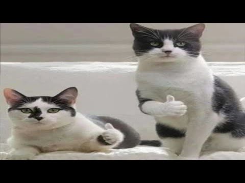 Funny and Cute Cat Compilation | Best Funny Cat Videos