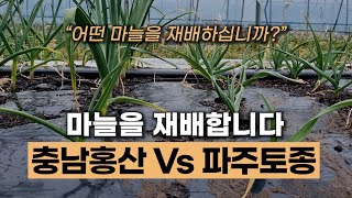 충남 홍산마늘 Vs 파주 토종마늘  #에너지농법 #토양발효제 #무농약