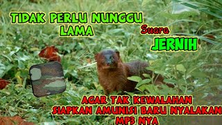 Download lagu Sejauh apapun akan mendekat || Ini suara pikat garangan ampuh yang gue pakai mp3