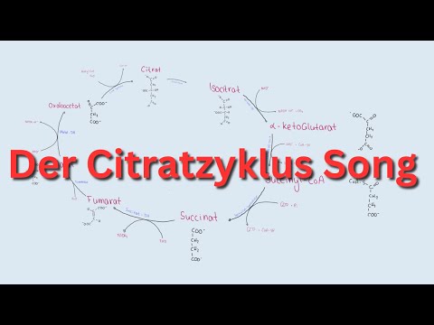 Citratzyklus Song ~ Lerne schneller und effizienter 🧬🧪