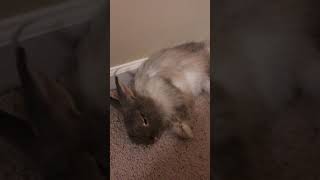 French Angora rabbit Rabbits Videos