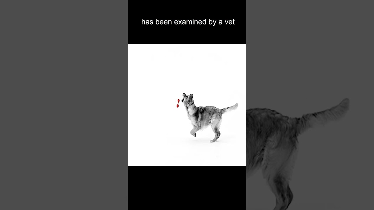 ROYAL CANIN Dog Food Gastro Intestinal Low Fat Canin Dog Foode Veterinary Diet 12kg