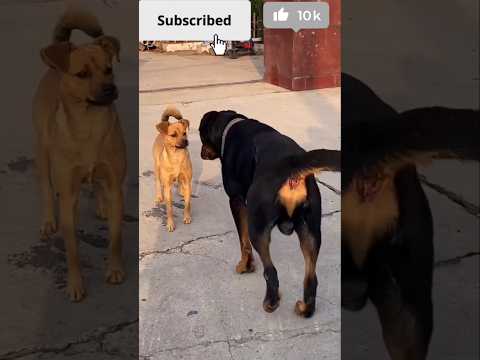 Street dog vs rottwiler real fight! #shorts #ytshort #trendingshorts #streetdog #rottweiler #dog