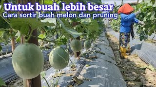 Download lagu Must Know How to Sort Fruit and Prune Melon Plants mp3 Download lagu Must Know How to Sort Fruit and Prune Melon Plants mp3