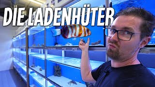 UNSERE LADENHÜTER Fische - PlanktonPlus Aquaristik