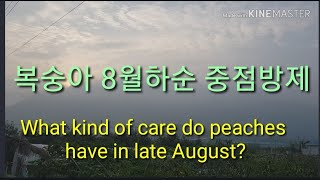 복숭아 8월 하순은 어떻게 관리하나? What kind of care do peaches have in la…