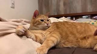 ニャントモライブ配信！今日はこよみ