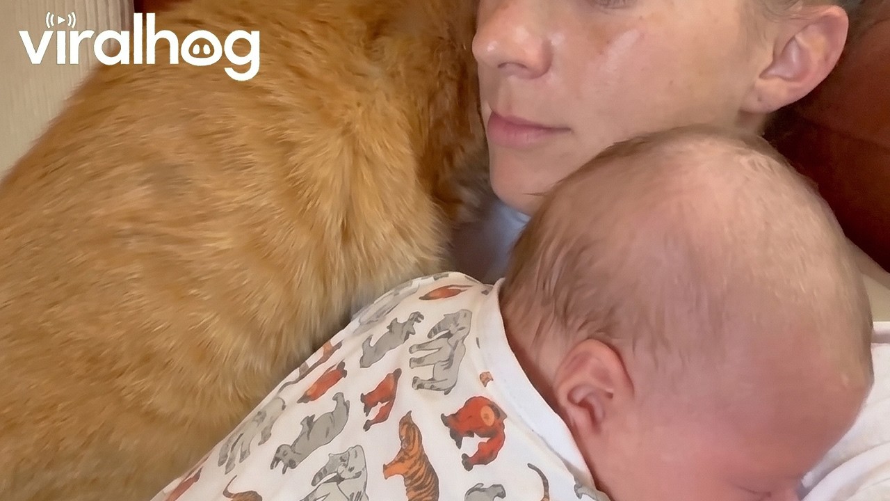 Cat Cuddles Up to Mom and Baby || ViralHog