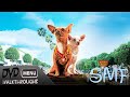 DVD Walkthrough Review For Beverly Hills Chihuahua