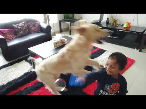 Baby laughs hysterically at dog bursting bubbles