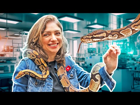 Como é FABRICADO o SORO contra PICADA de COBRA #Boravê