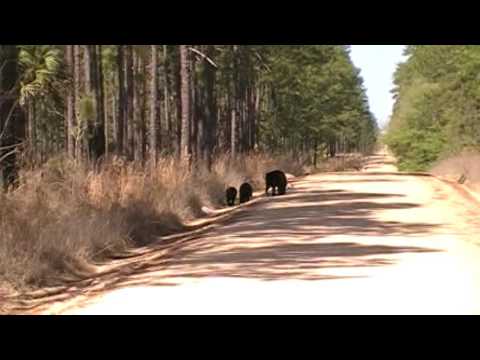 Bears up the road from Lake delancy East. Ocala national forest Florida 