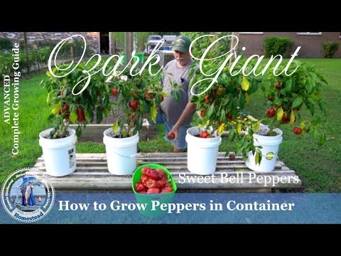 download lagu mp3 mp4 Planting Bell Peppers In Containers, download lagu Planting Bell Peppers In Containers gratis, unduh video klip Planting Bell Peppers In Containers