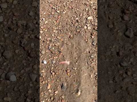 Found in Foot Prints