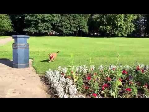 Female dog plays hard to get. Then gets nothing