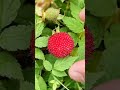 Fruit Fresh Picking Wild Strawberries On The Mountain #satisfying #short #wild