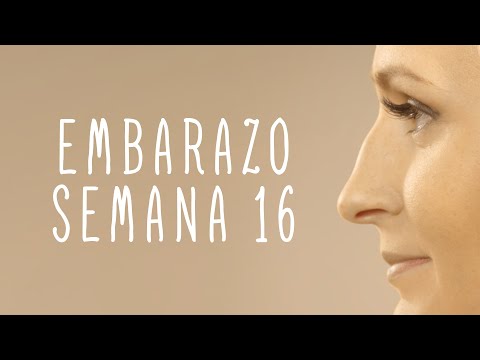 Calendario De Embarazo - Semana 16